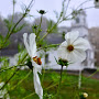dbc_white_flwrs.jpg